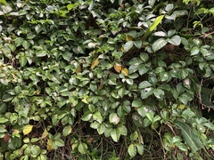 Tetrastigma lanyuense