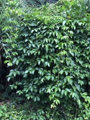 Tetrastigma lanyuense