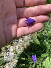 Campanula scheuchzeri
