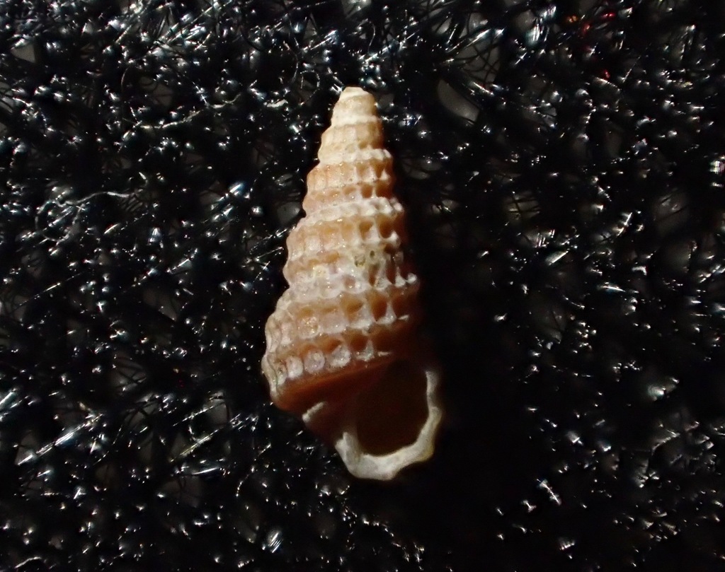 Peristichia