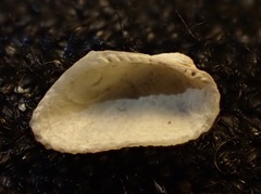 Acar bailyi