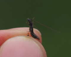 Molorchus umbellatarum