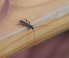 Molorchus umbellatarum