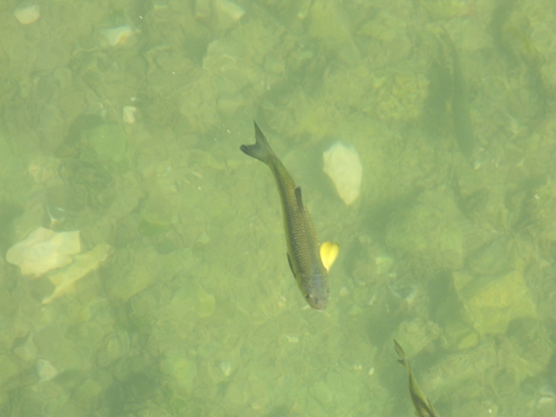 Illyrian chub (Squalius illyricus) — Cyprinidae — 2