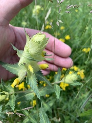 Rhinanthus alectorolophus