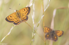 Lycaena 'canterbury common copper'