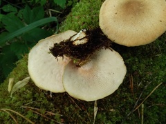 Neolentinus degener