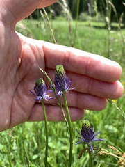 Phyteuma betonicifolium