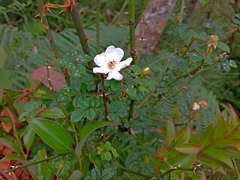 Rosa pricei, photograph (c) Jacy Chen, some rights reserved (CC BY)