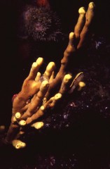 Cochleoceps bicolor