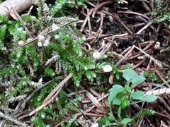 Paragymnopus perforans