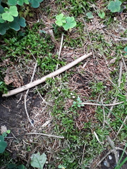 Paragymnopus perforans