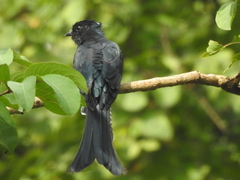 Surniculus dicruroides