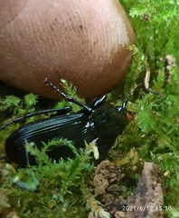 Abax parallelepipedus