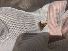 Ochlodes agricola