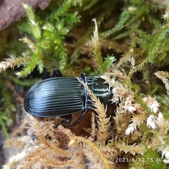 Abax parallelepipedus