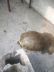Trachemys venusta cataspila