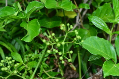 Tetrastigma lanyuense