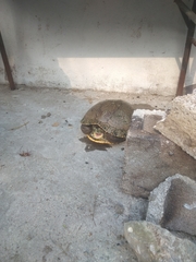 Trachemys venusta cataspila