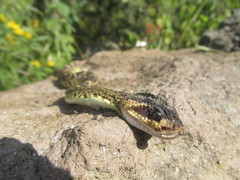 Crotalus molossus nigrescens