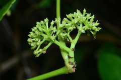 Tetrastigma lanyuense