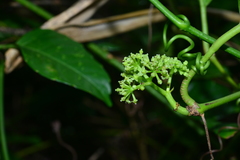 Tetrastigma lanyuense
