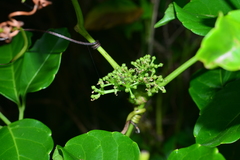 Tetrastigma lanyuense