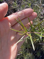 Lysicarpus angustifolius