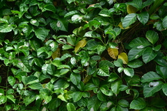 Tetrastigma lanyuense