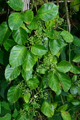 Tetrastigma lanyuense