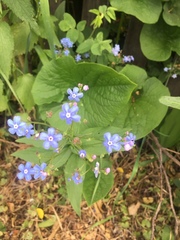 Brunnera sibirica