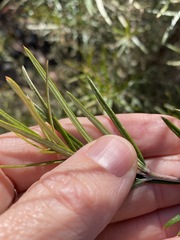 Lysicarpus angustifolius
