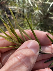 Lysicarpus angustifolius