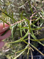 Lysicarpus angustifolius