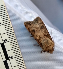 Agrotis clavis