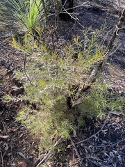 Lysicarpus angustifolius