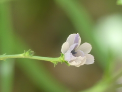 Cichorium intybus