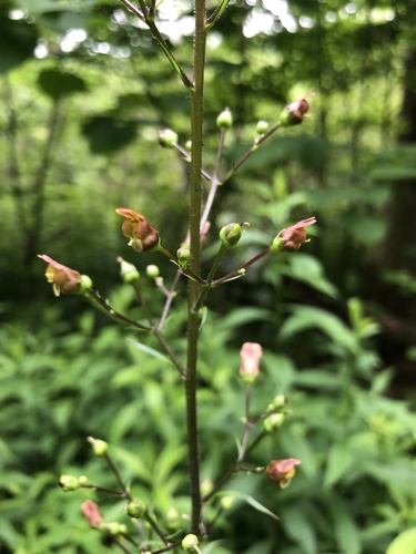 Scrophularia lanceolata