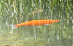 Leuciscus idus