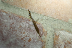 Bistanta mexicana