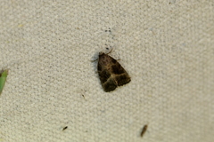 Ogdoconta altura