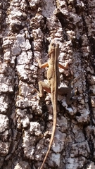 Anolis