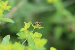 Andrena chrysosceles