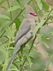 Urocolius macrourus