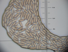 Chroogomphus jamaicensis