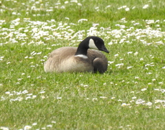 Branta hutchinsii leucopareia