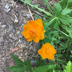 Trollius asiaticus