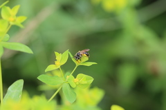 Andrena chrysosceles