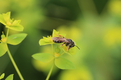 Andrena chrysosceles