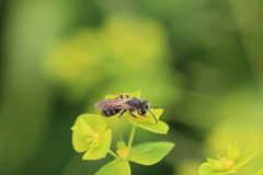 Andrena chrysosceles